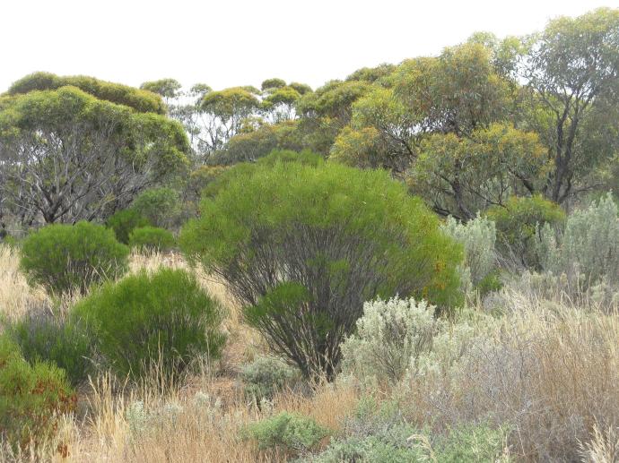 Western edge of the Nullabor plain so many shades of green