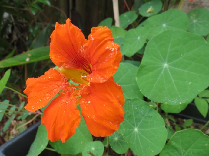 Nasturtiums delight me with their orange glow and peppery taste